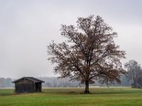 Einzelner Herbstbaum neben Scheune am Weg ins Moor